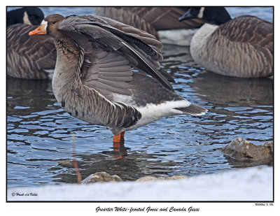 20151219-2 051 SERIES - Grearter White-fronted Goose and Canada Geese.jpg