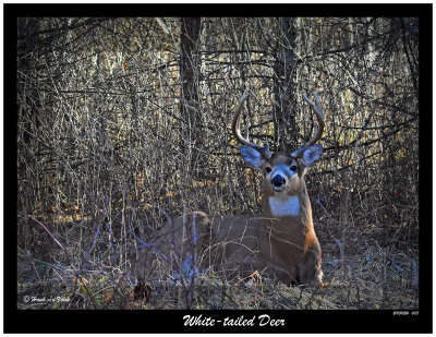 20151226 003 White-tailed Deer.jpg