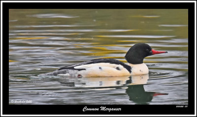 20151222 138 Common Merganser.jpg