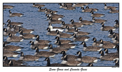 20151219-2 328 SERIES - Snow Goose and Canada Geese.jpg