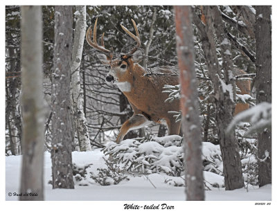 20151230 213 White-tailed Deer.jpg