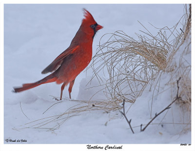 20151231 515 Northern Cardinal.jpg