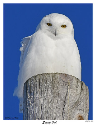 20160106 326 Snowy Owl.jpg