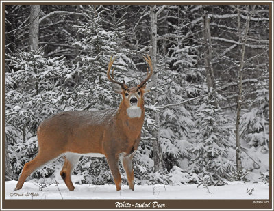 20151230 099 White-tailed Deer.jpg
