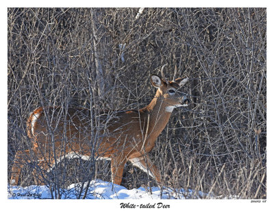 20160105 108 White-tailed Deer.jpg