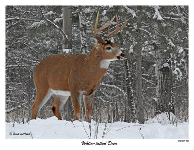 20151231 063 White-tailed Deer.jpg