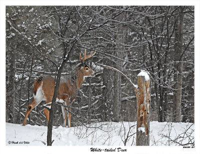 20151230 237 White-tailed Deer.jpg