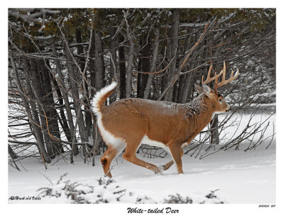 20151230 259 White-tailed Deer.jpg