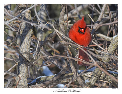 20160113 631 Northern Cardinal.jpg