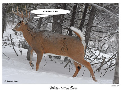 20151230 227 SERIES - White-tailed Deer r1.jpg