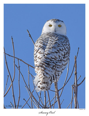 20160123 167 Snowy Owl.jpg