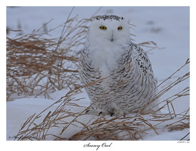 20160126 474 Snowy Owl.jpg