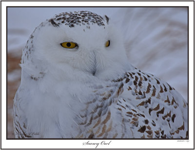 20160126 649 Snowy Owl.jpg