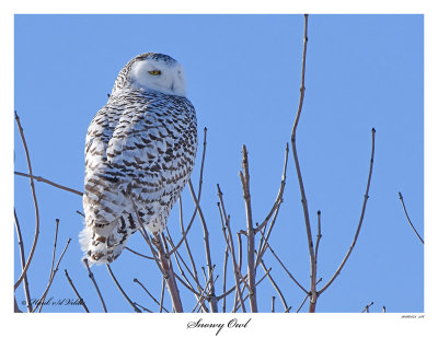 20160123 156 Snowy Owl.jpg