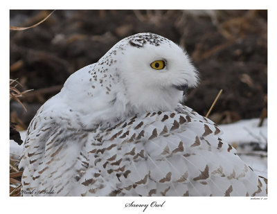 20160201-2 351 SERIES - Snowy Owl.jpg