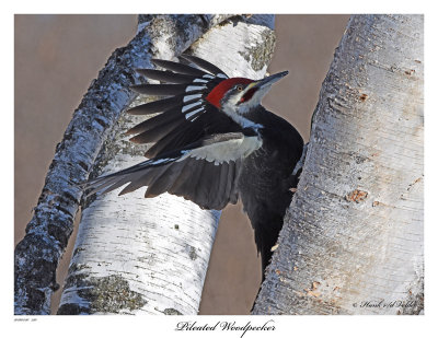 20160120 210 Pileated Woodpecker.jpg