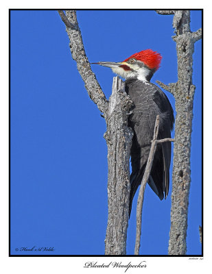 20160120 245 Pileated Woodpecker.jpg