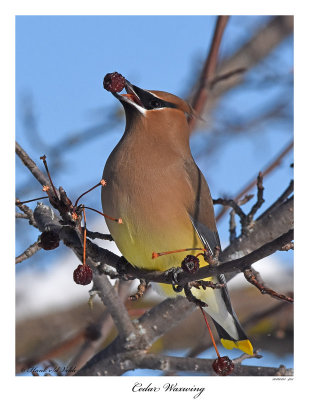 20160113 403 SERIES - Cedar Waxwing.jpg