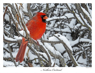 20160217-2 154 Northern Cardinal.jpg
