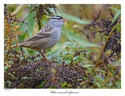 20151009 015 White-crowned Sparrow.jpg