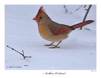 20160223-2 090 Northern Cardinal.jpg