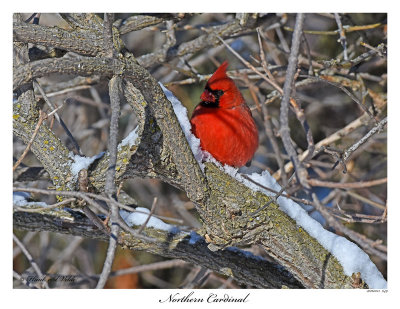 20160113 649 Northern Cardinal.jpg