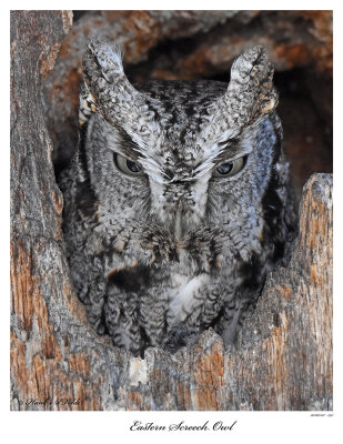 20160311 393 Eastern Screech Owl.jpg