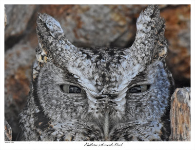 20160311 534 SERIES - Eastern Screech Owl C1.jpg