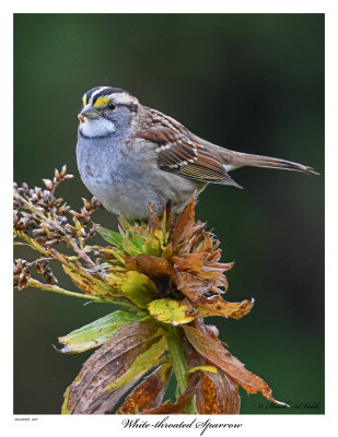 20151009 102 White-throated Sparrow.jpg