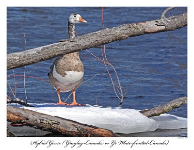 20160311 652 Hybrid Goose;  Graylag-Canada or Gr White-fronted-Canada.jpg