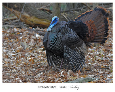 20160425 0842 Wild Turkey.jpg