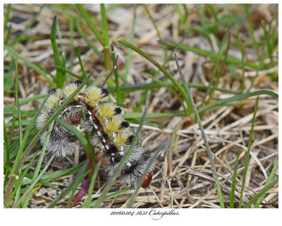 20160504 3631 Virginia Ctenucha Moth Caterpillar.jpg