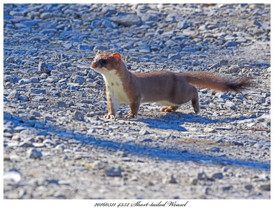 20160511 4352 Short-tailed Weasel.jpg