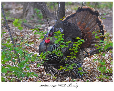 20160513 5477 Wild Turkey.jpg