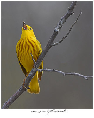 20160519 7635 Yellow Warbler.jpg