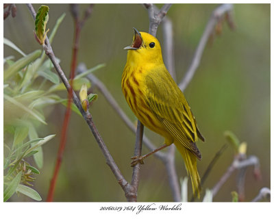 20160519 7684 Yellow Warbler.jpg