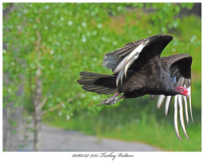 20160527 1732 Turkey Vulture.jpg