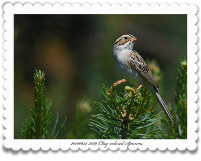 20160614 5689 Clay-colored Sparrow.jpg
