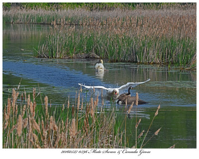 20160527 0596 SERIES -  Mute Swan & Canada Goose.jpg