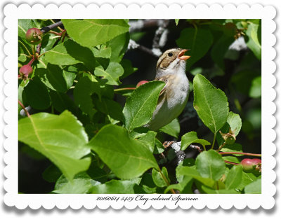 20160614 5459 Clay-colored Sparrow.jpg