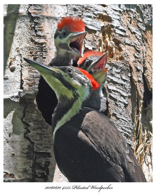20160610 4555 Pileated Woodpecker4.jpg