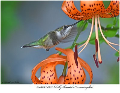 20160815 8662 Ruby-throated Hummingbird.jpg