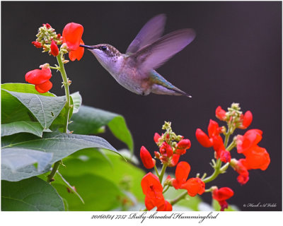 20160814 7757 SERIES -  Ruby-throated Hummingbird r2.jpg