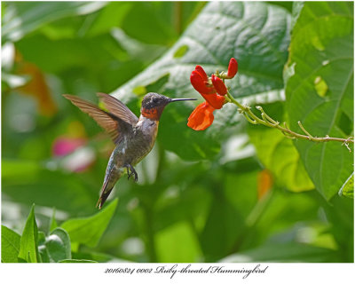 20160824 0002 Ruby-throated Hummingbird xxx.jpg
