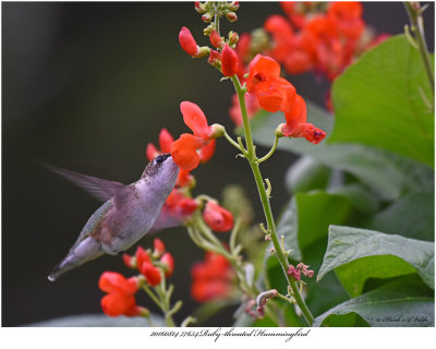 20160814 7764 Ruby-throated Hummingbird.jpg