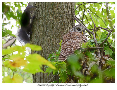 20161003 4469 Barred Owl and Squirel.jpg