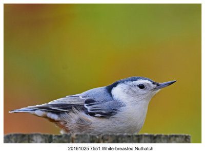 20161025 7551 White-breasted Nuthatch.jpg