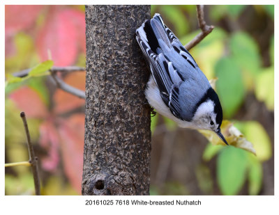 20161025 7618 White-breasted Nuthatch.jpg