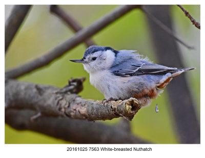 20161025 7563 White-breasted Nuthatch.jpg
