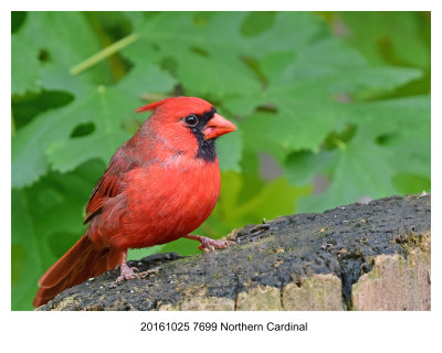 20161025 7699 Northern Cardinal.jpg